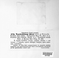 Pseudonectria buxi image